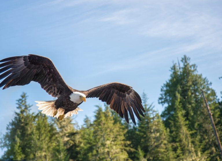 Lakota-Glaube: Heiliger Adler – Holy Eagle