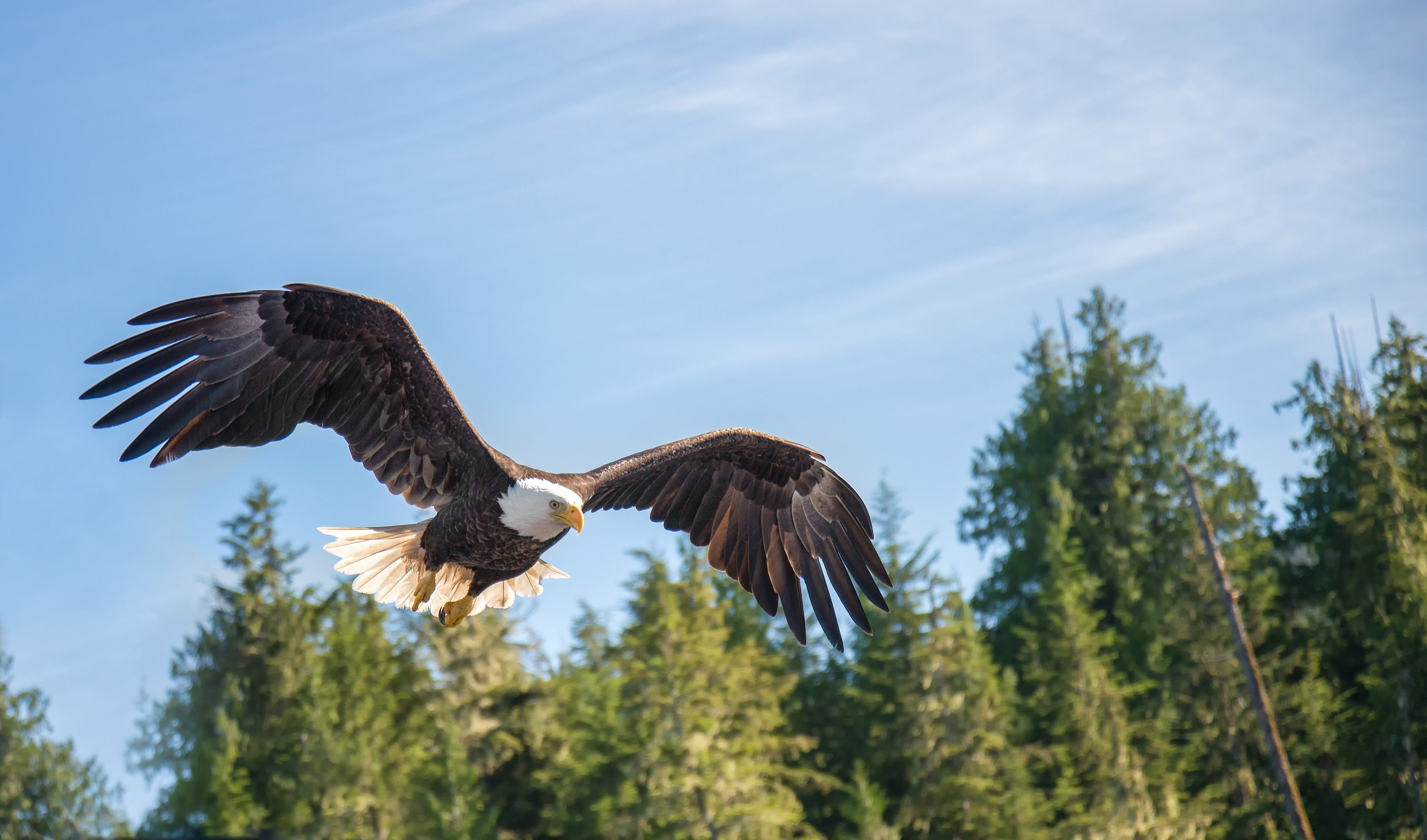 LakotaGlaube Heiliger Adler Holy Eagle St. Josefs Indianer Hilfswerk