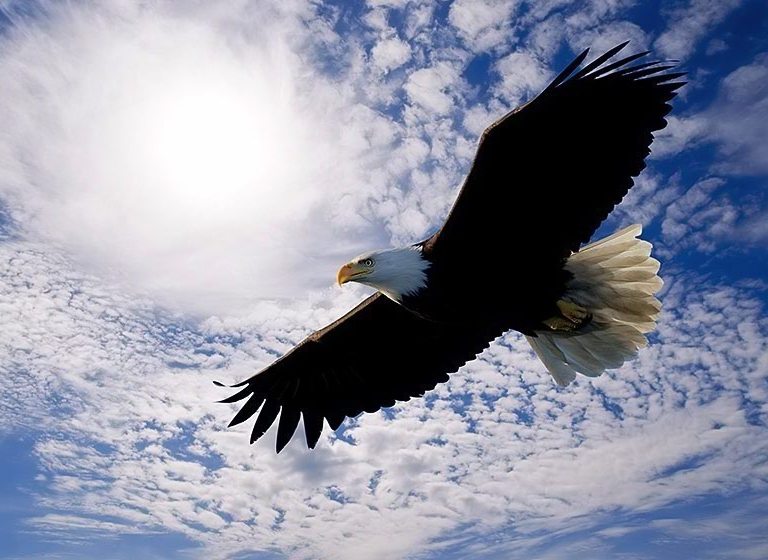Heiliger Adler – Holy Eagle