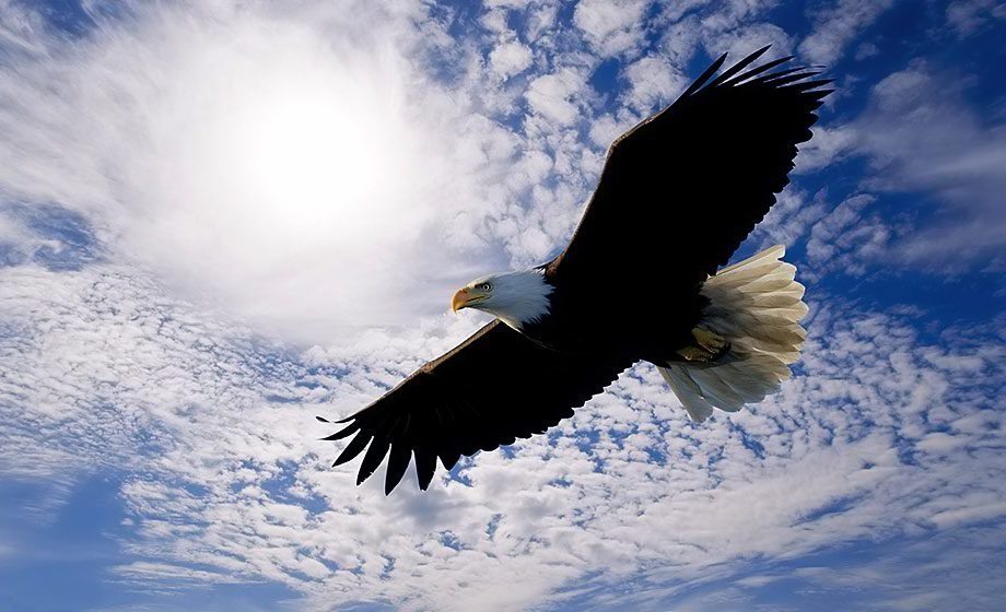 Croyances lakotas - L' aigle sacré