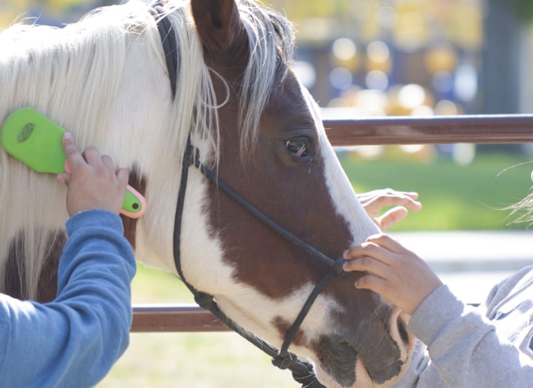 Auf den Erfolg des Pferdetherapie-Programms aufbauen