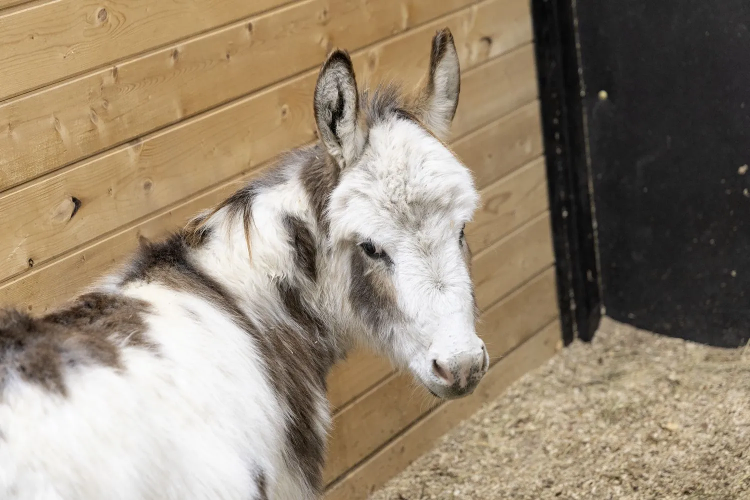 Ein Esel hat sich der Familie der St. Josefs Indianerschule angeschlossen und lebt nun im Reittherapiezentrum.