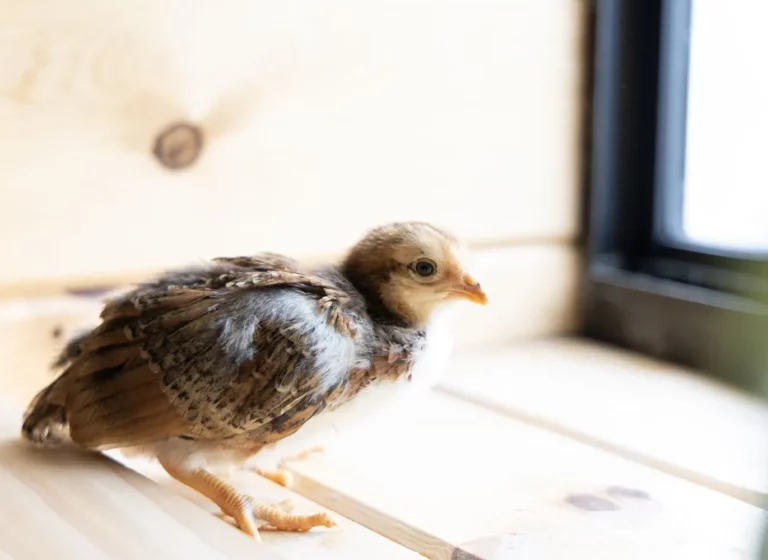 Vom I-A zum Piep-Piep: Neue Stimmen aus dem Reittherapiezentrum bei St. Josefs