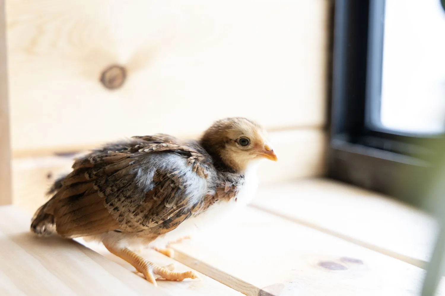 Die kleinsten der Neuzugänge sind Küken.