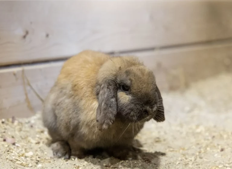 Lernen Sie Herrn Buck kennen: Ein neuer pelziger Freund im Pferdetherapiezentrum