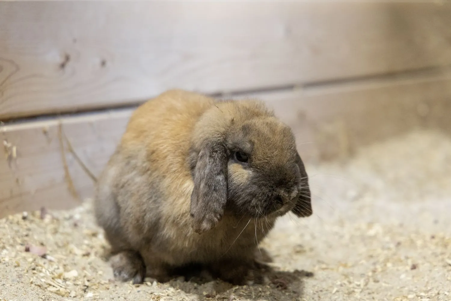 Herr Buck lebt sich in seinem neuen Zuhause in der St. Josefs Indianerschule ein.